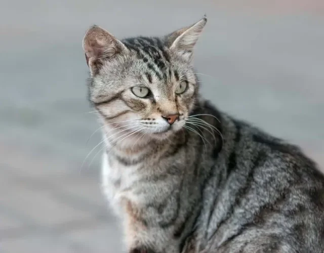 O gato rajado cinza vira-lata pode ser encontrado em todo canto