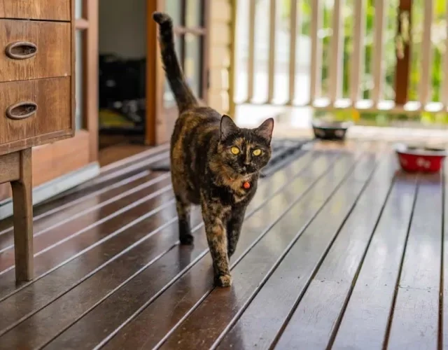 O gato escaminha vira-lata tem uma pelagem que mistura preto e laranja