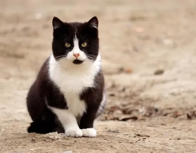 O gato frajola vira-lata é super fofinho e companheiro