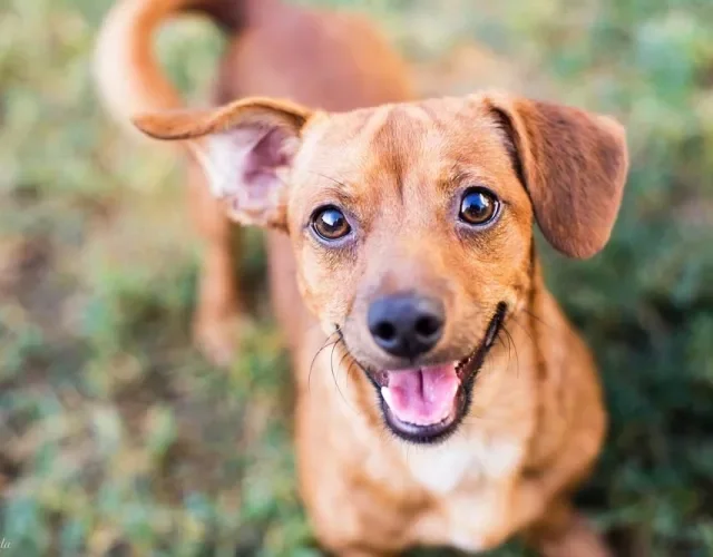 Adotar cachorro vira-lata já virou um clássico do Brasil!