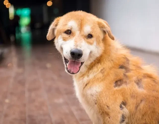 Sarna sarcóptica: cachorro pode apresentar queda de pelo como um dos sintomas