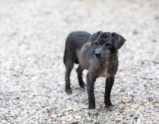 A sarna sarcóptica em cães pode ser transmitida de animal para animal e também para os humanos