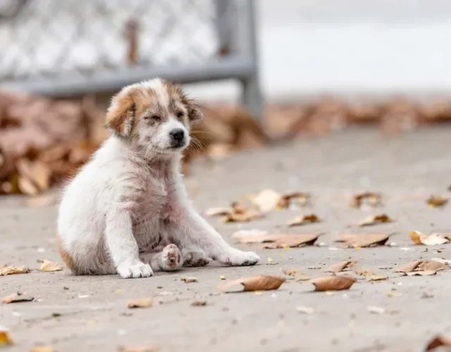 Sarna sarcóptica: cães abandonados são mais propensos a pegar a doença