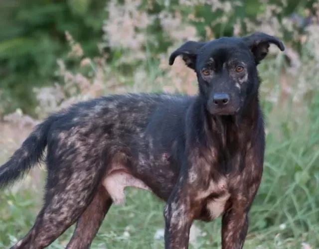 Para tratar a sarna sarcóptica, cachorro pode precisar de banhos antissépticos, dependendo da gravidade