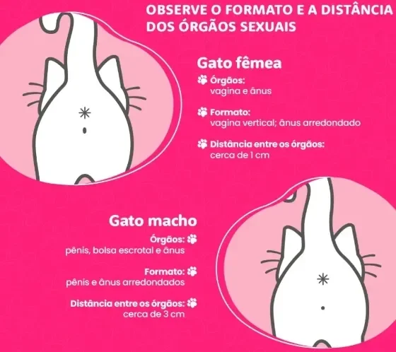 infográfico que mostra como saber se o gato é macho ou fêmea 