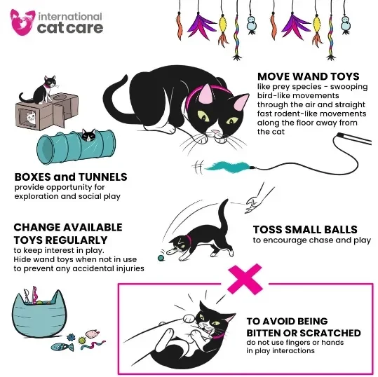 infográfico do international cat care mostrando quais são os melhores brinquedos para gatos