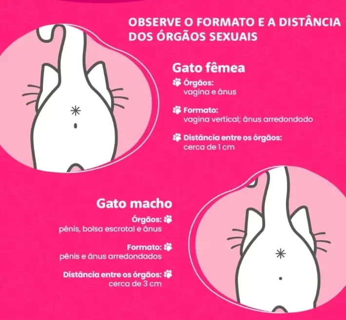 infográfico mostrando como saber se o gato é macho ou fêmea