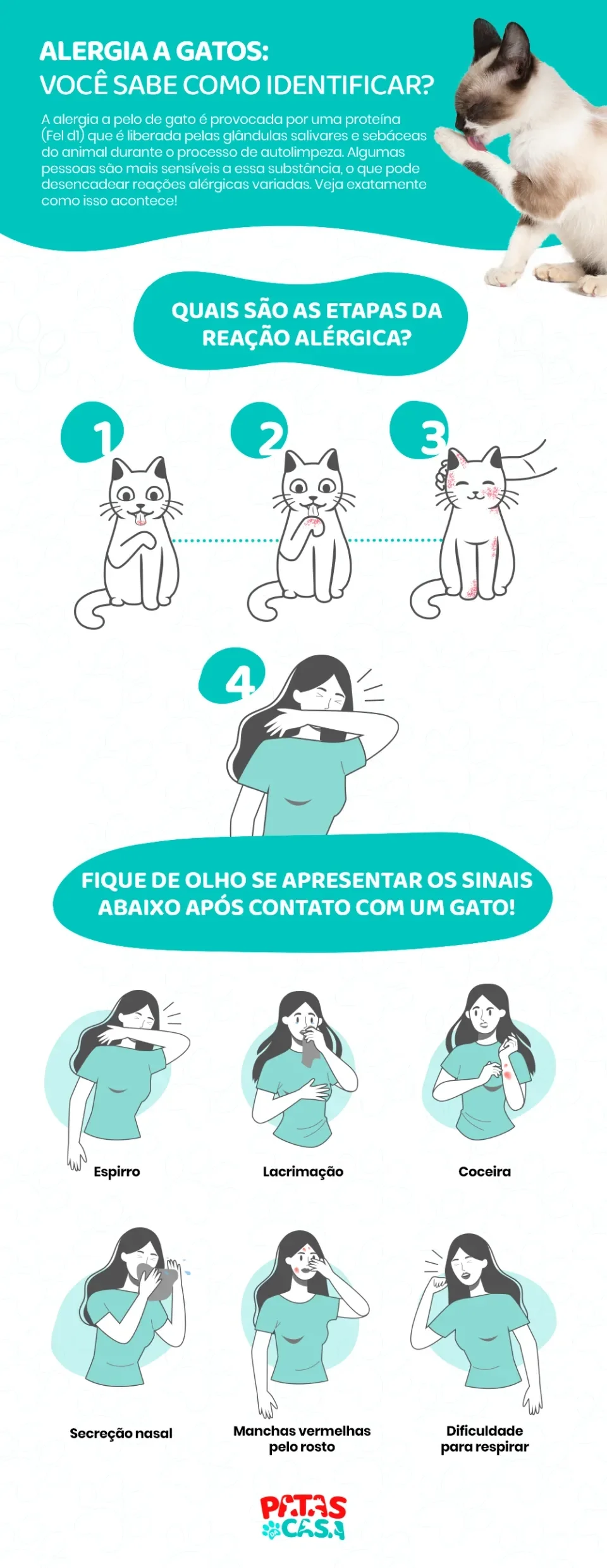 infográfico sobre alergia a gatos