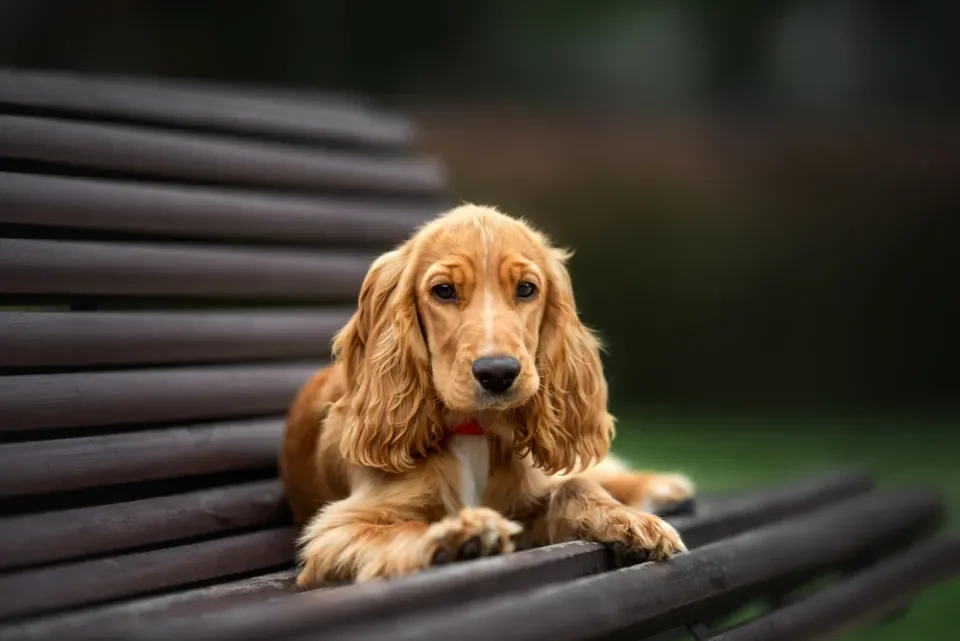 Cocker Spaniel deitado em banco de parque