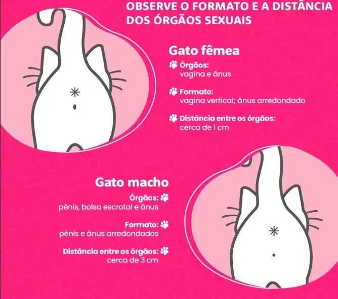 Infográficos com desenhos de gatos mostrando as diferenças dos órgãos sexuais de gatos machos e fêmeas