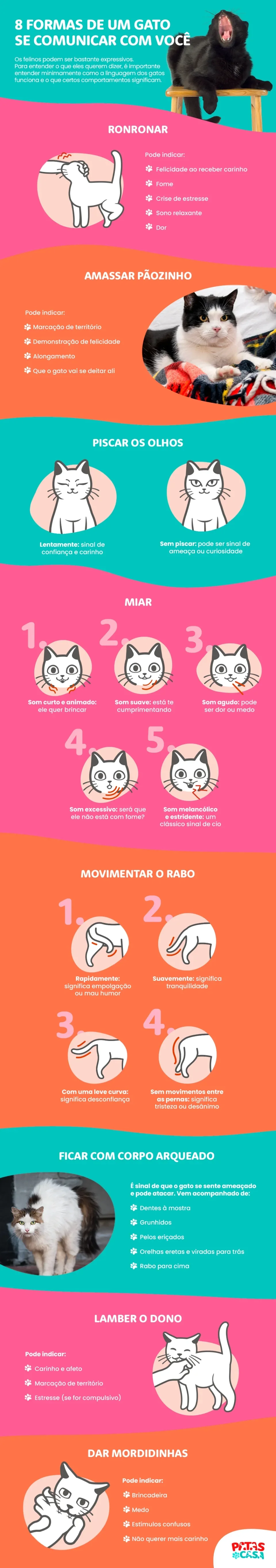 Bloco informativo mostrando oito maneiras diferentes de como funciona a linguagem dos gatos