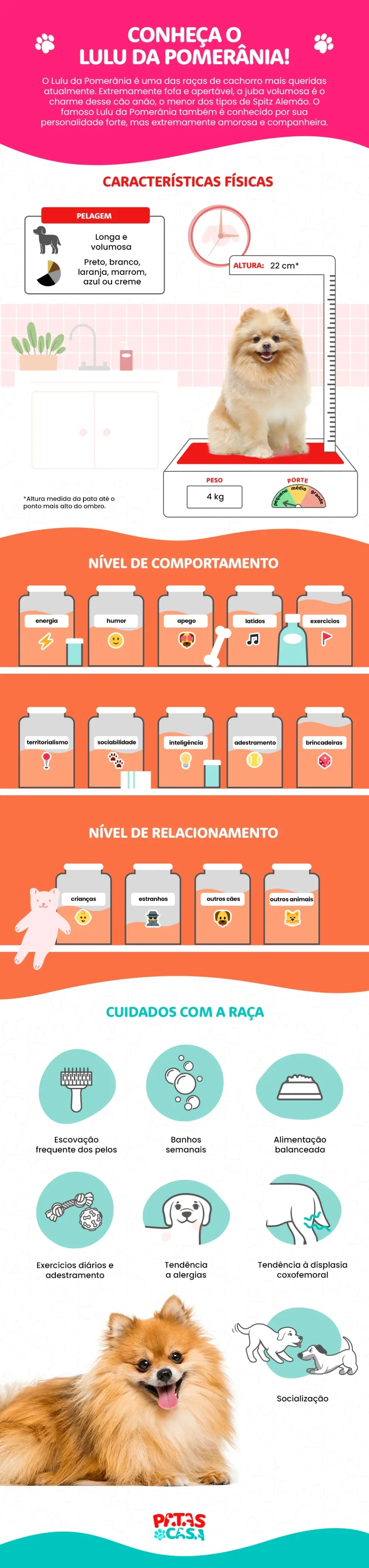 infográfico sobre lulu da pomerânia