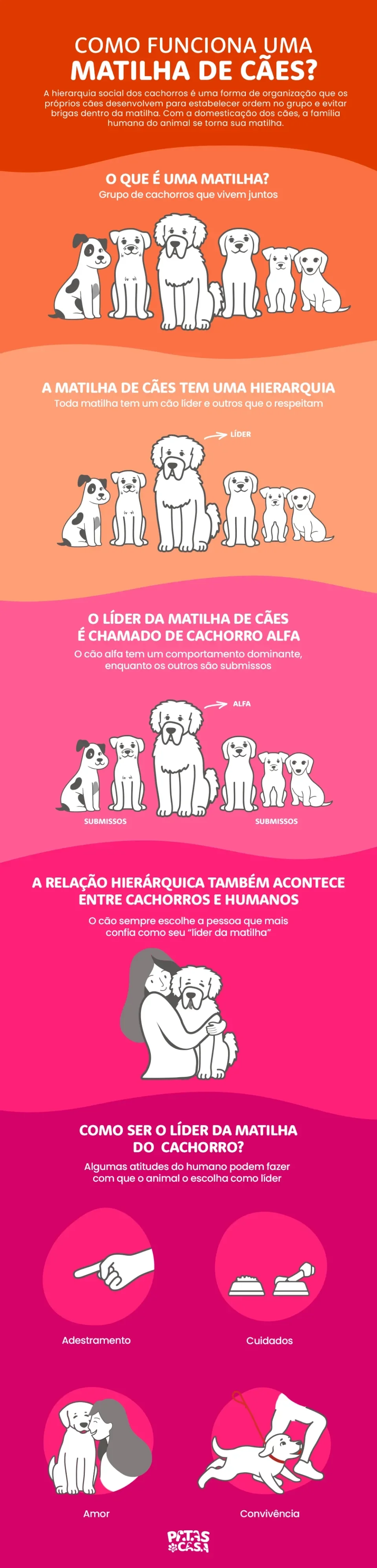 Bloco informativo mostrando como funciona a matilha de cães