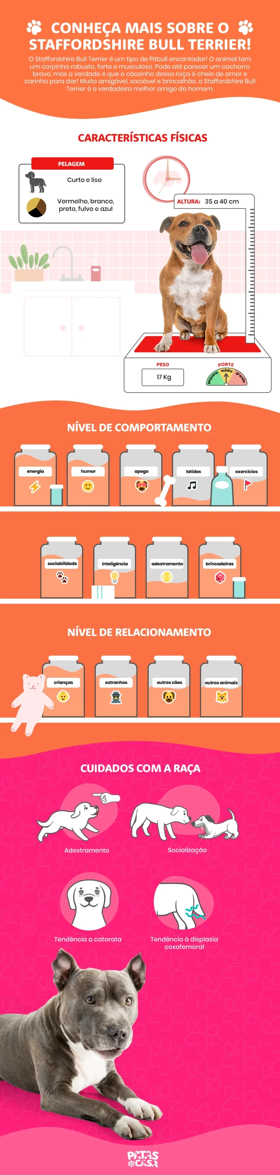 infográfico sobre staffordhire bull terrier