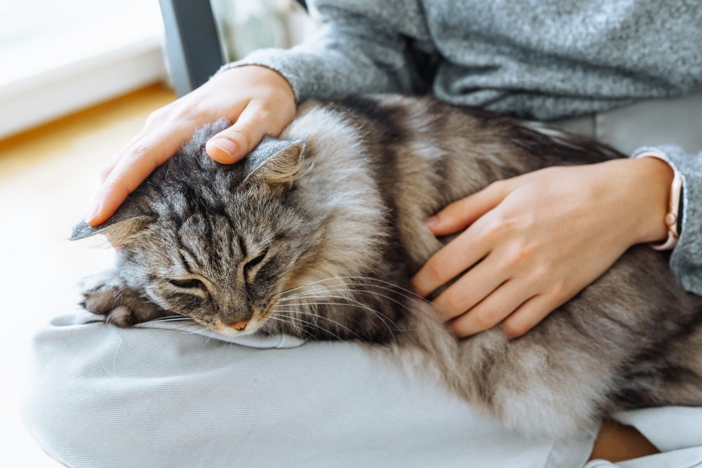 O gato Maine Coon é uma raça gigante e muito carinhosa