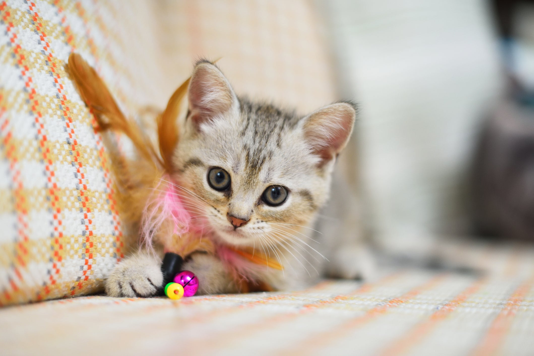 Ver fotos de filhotes fofos de gatos e cães aumenta a produtividade no  trabalho, diz estudo - RPet - R7 RPet