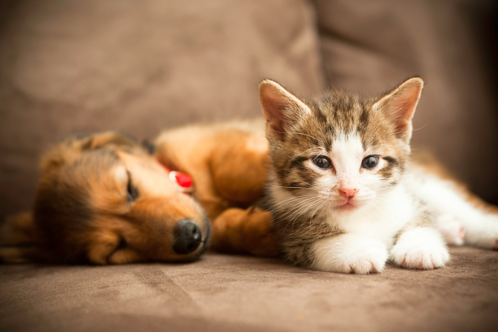 Ver fotos de filhotes fofos de gatos e cães aumenta a produtividade no  trabalho, diz estudo - RPet - R7 RPet