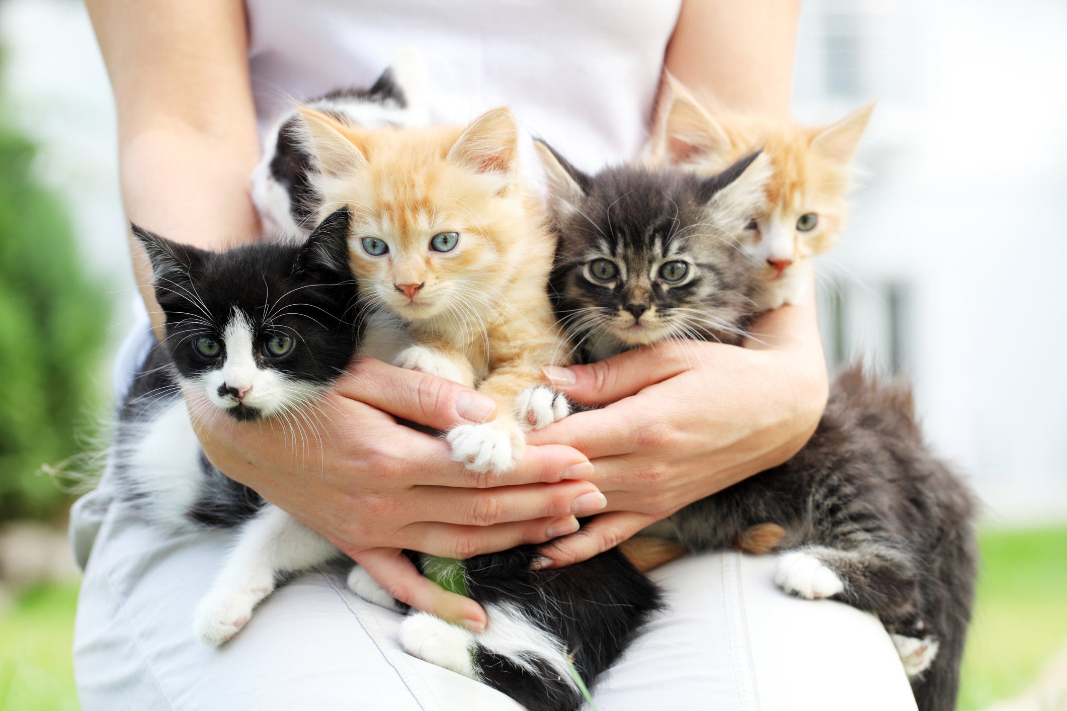 Ver fotos de filhotes fofos de gatos e cães aumenta a produtividade no  trabalho, diz estudo - RPet - R7 RPet