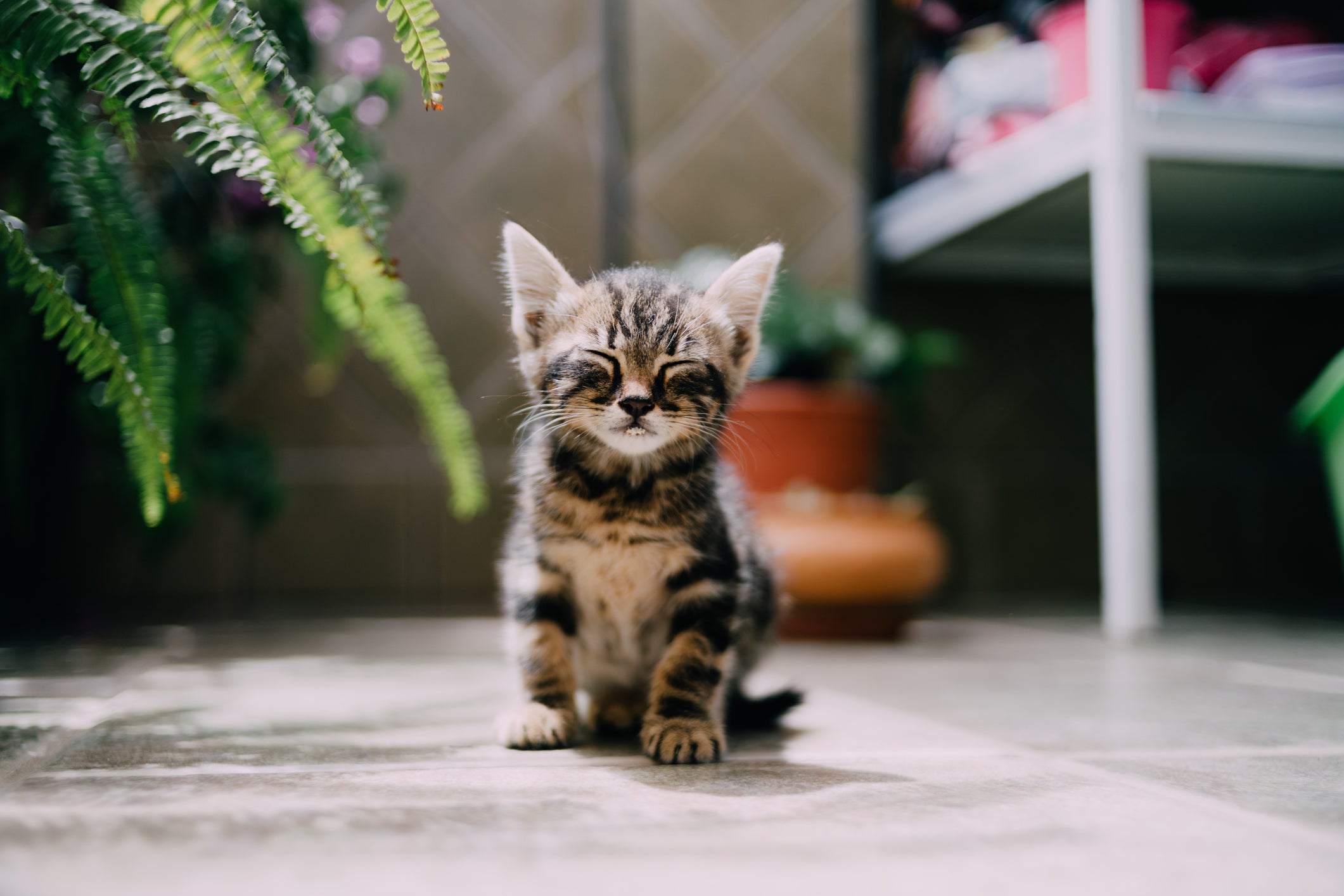 Ver fotos de filhotes fofos de gatos e cães aumenta a produtividade no  trabalho, diz estudo - RPet - R7 RPet