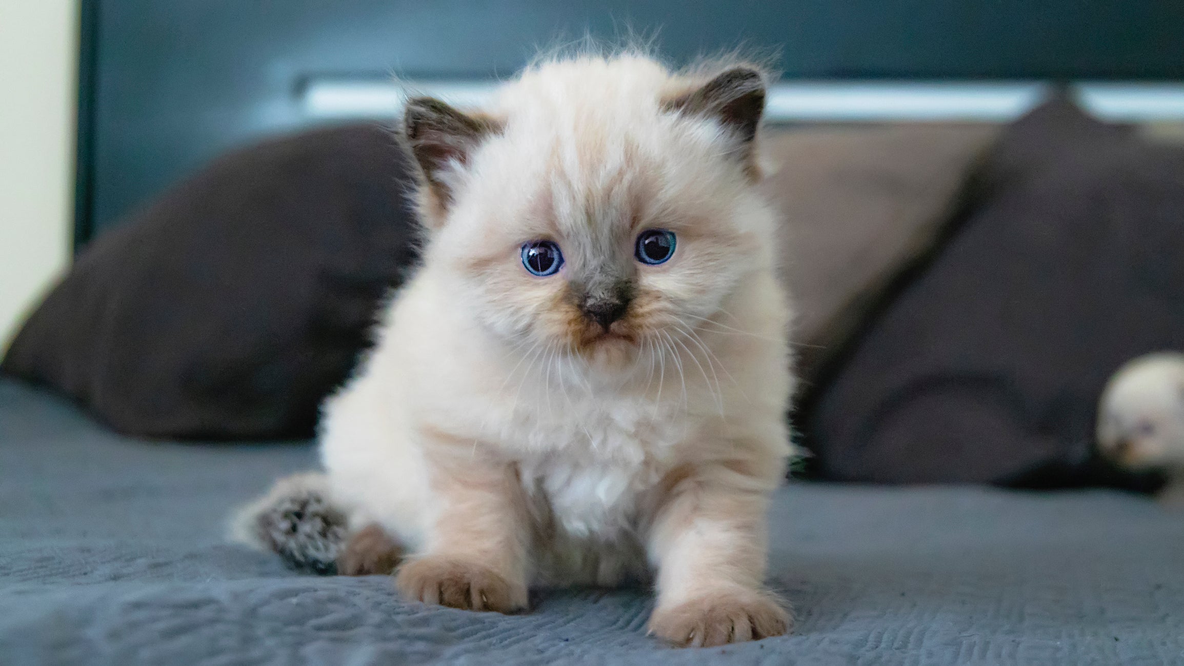 Ver fotos de filhotes fofos de gatos e cães aumenta a produtividade no  trabalho, diz estudo - RPet - R7 RPet