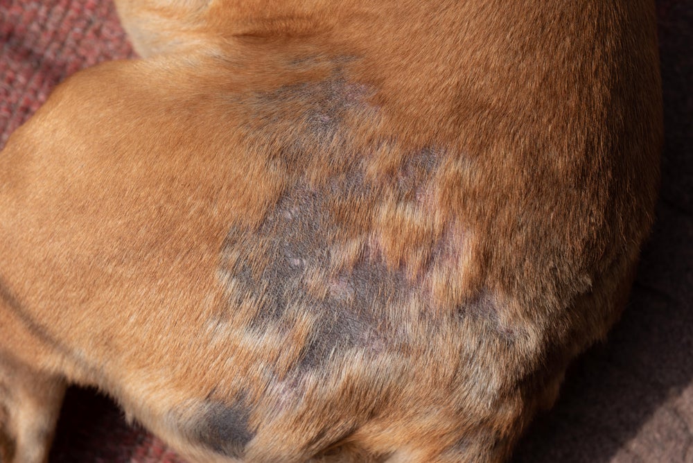 Fotos de sarna em cachorro geralmente estão associadas a queda de pelos