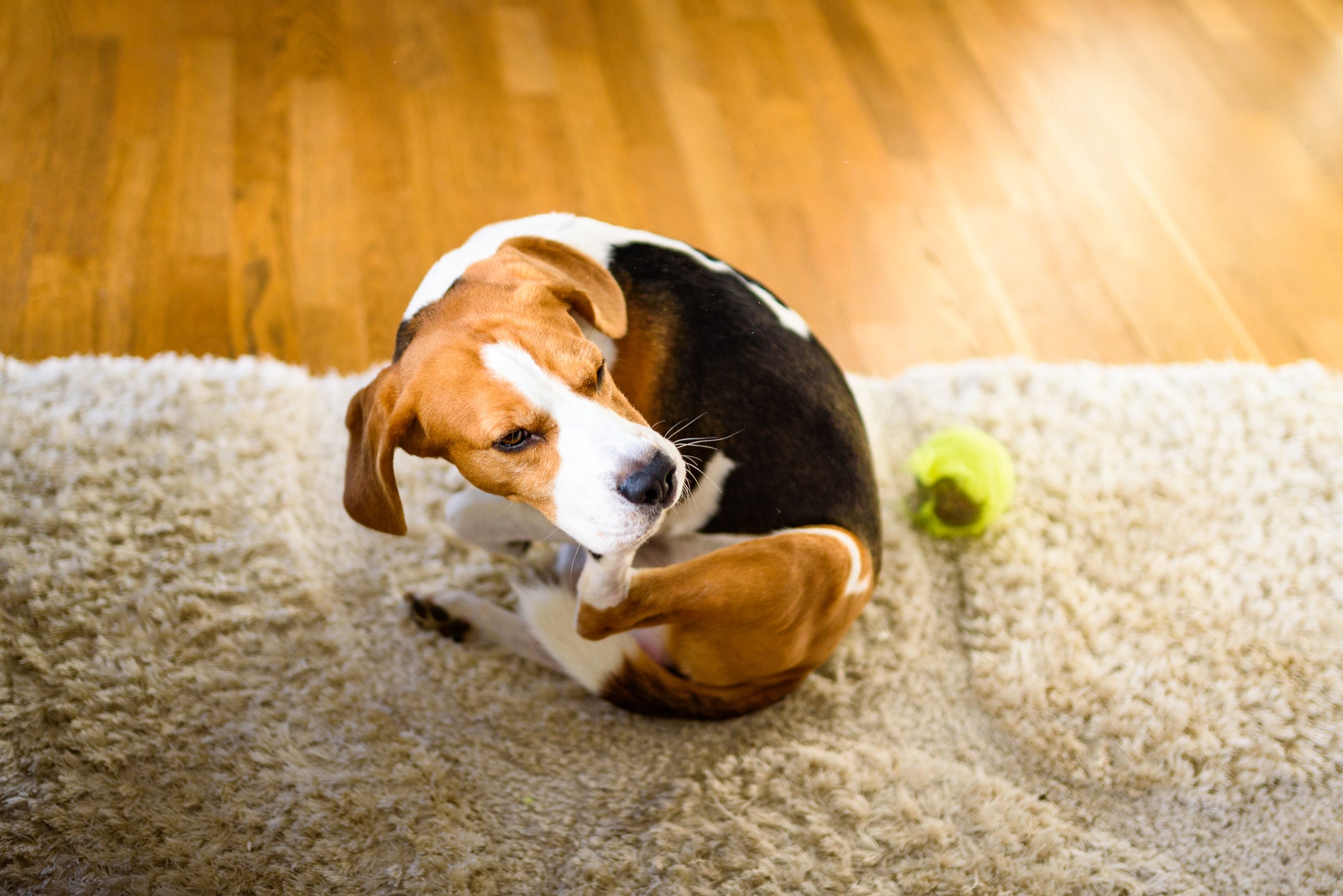 Sarna de cachorro: coceira intensa é um dos principais sintomas