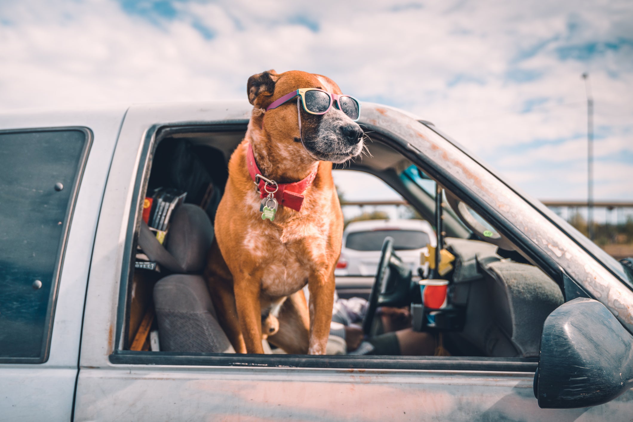 Cachorro cego: óculos de sol são indicados para evitar a cegueira