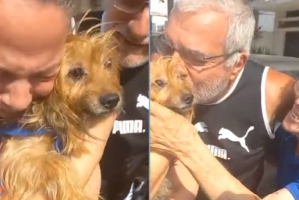 O cachorro Tiquinho voltou para família depois de 5 dias perdido