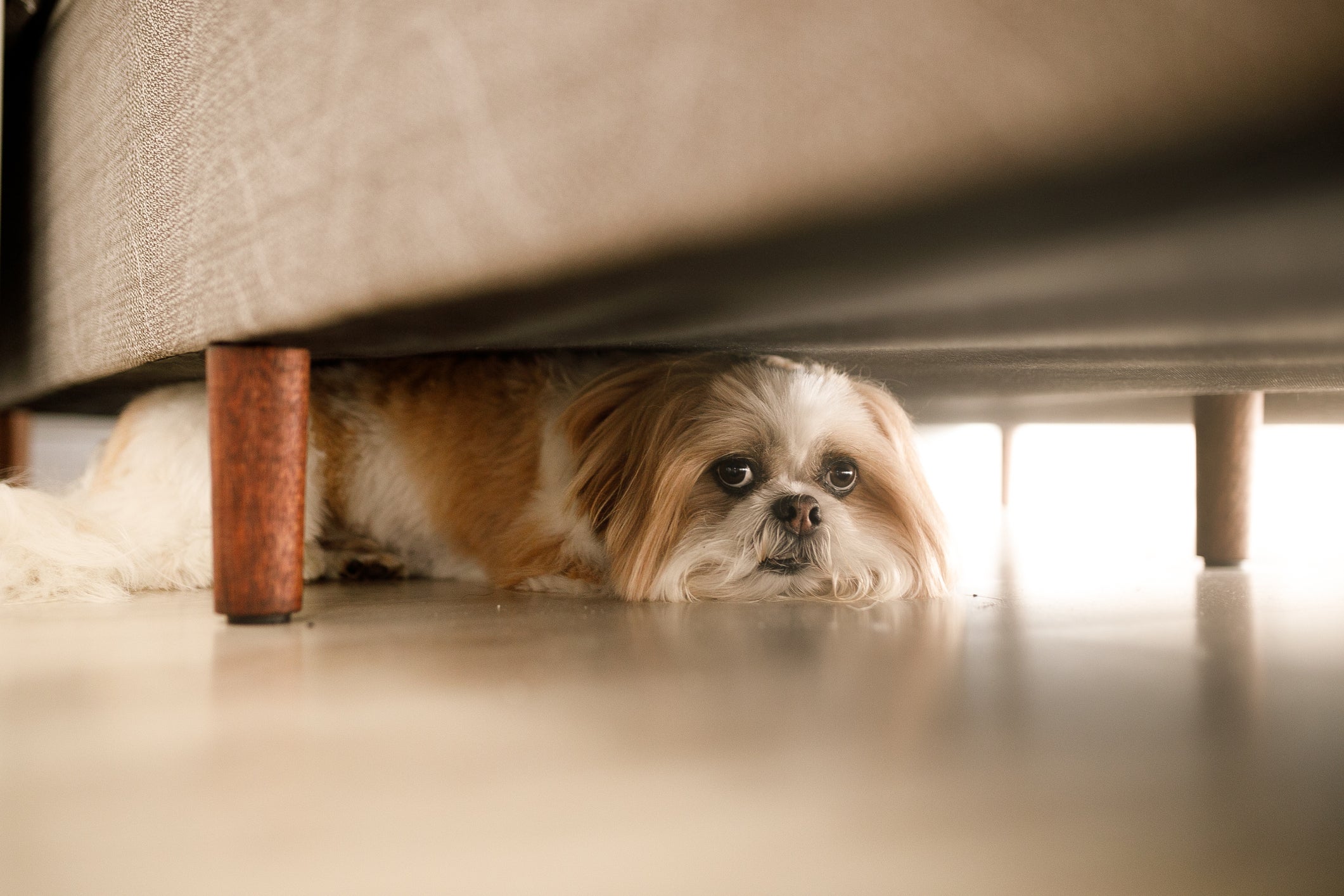 Cachorro com medo do nada pode ser sinal de algum trauma