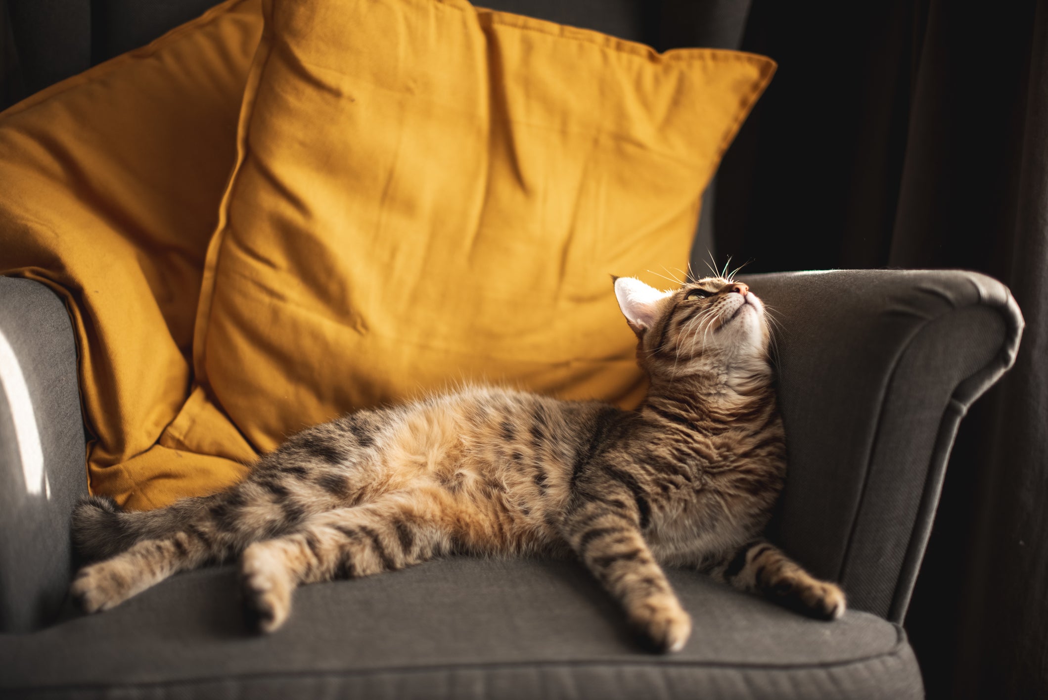 gato deitado relaxado em uma poltrona