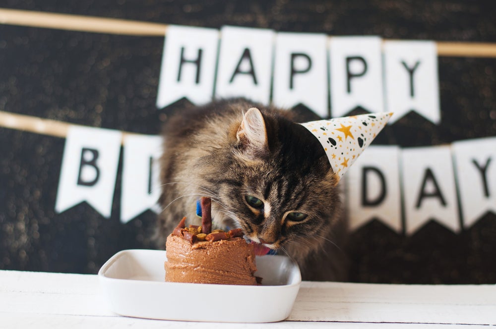 Gato malhado peludo comendo bolo de aniversário para pets