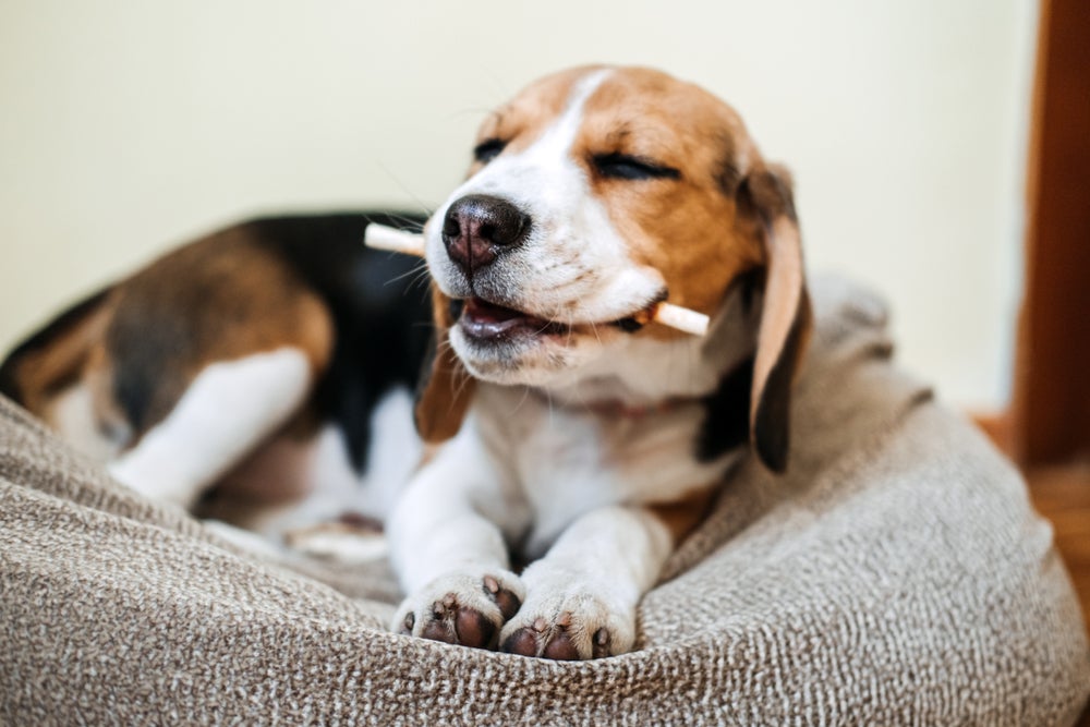 Cachorro Beagle com petisco palito na boca