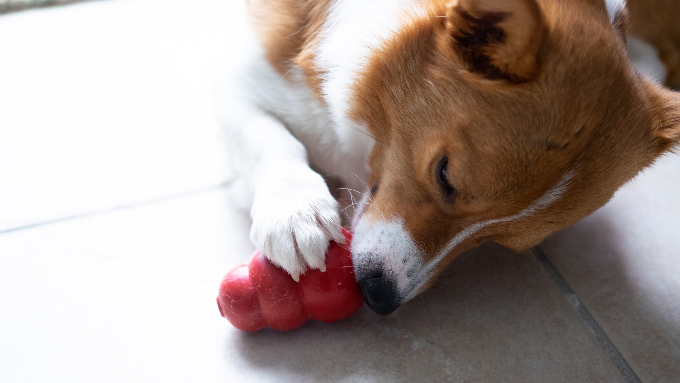 Cachorro tentando pegar petiscos dentro de brinquedo interativo vermelho