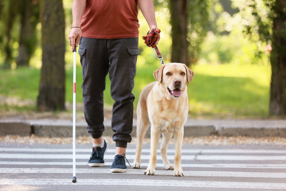 Cachorro trabalhando como cão-guia é algo comum para o Labrador e o Golden Retriever