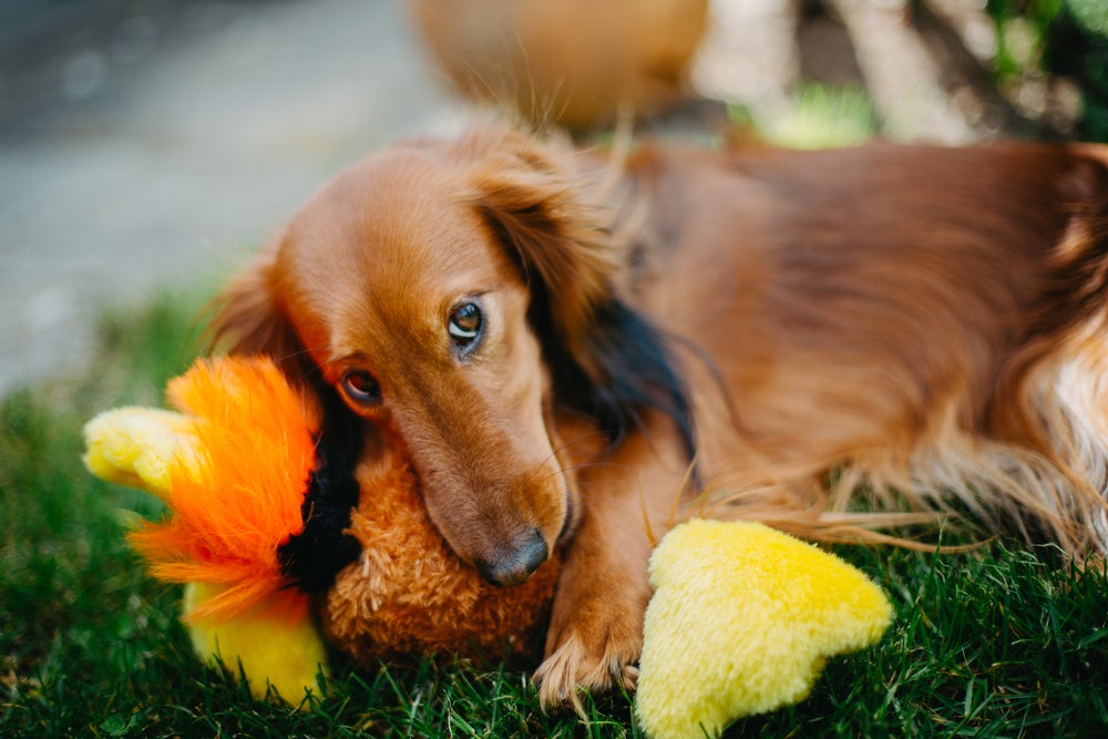 Cachorro salsicha caramelo com um brinquedo de pelúcia laranja na boca