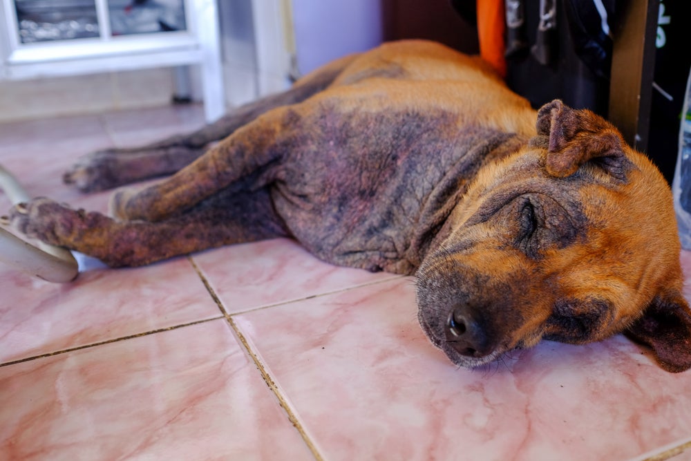 Cachorro doente com sarna deitado no chão