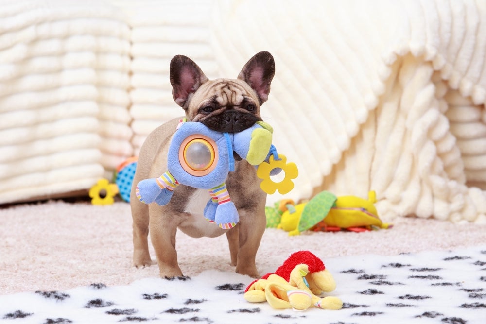 Cachorro Bulldog Francês com brinquedo de pelúcia na boca e outros brinquedos no chão