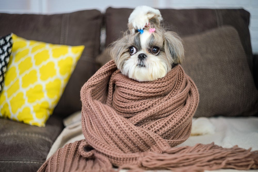 Cachorro peludo Shih tzu com roupinha de inverno