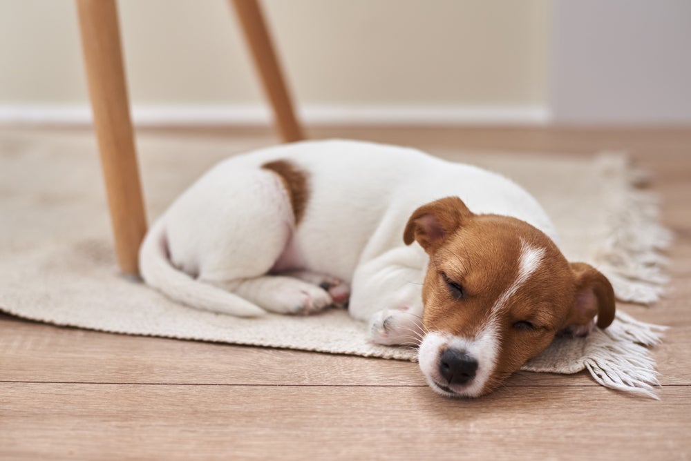 Cachorro Jack Russell Terrier filhote deitado de lado em um tapete branco