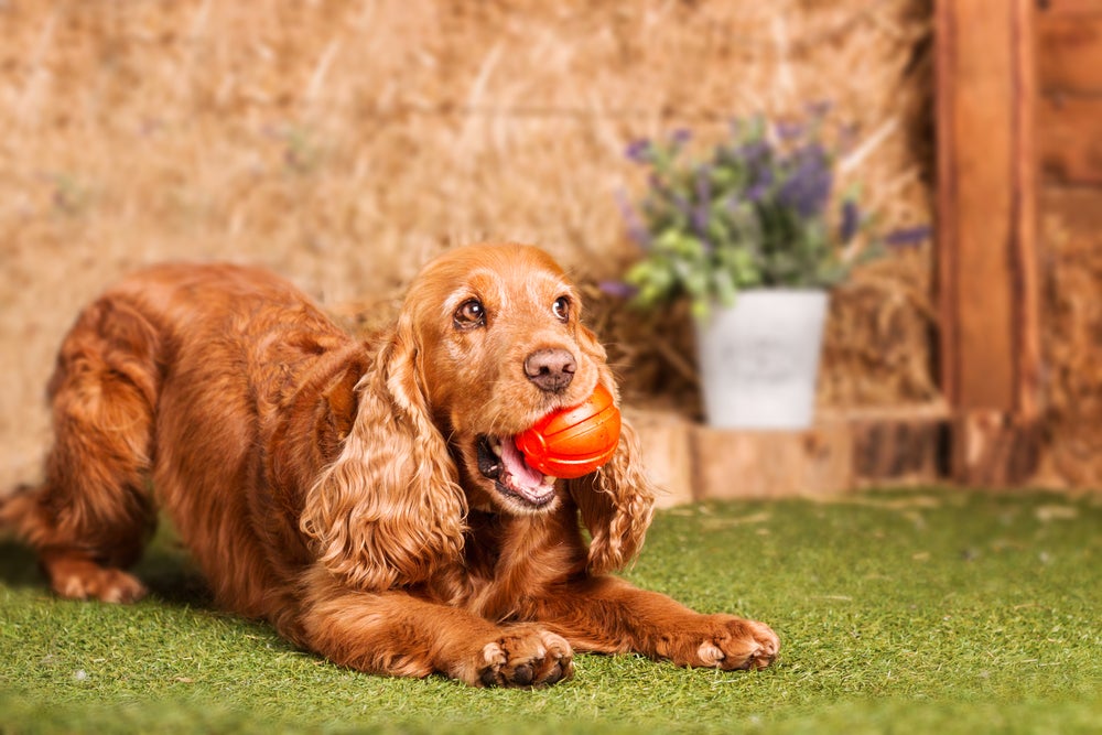 Cachorro Cocker Spaniel brincando com bola laranja de plástico