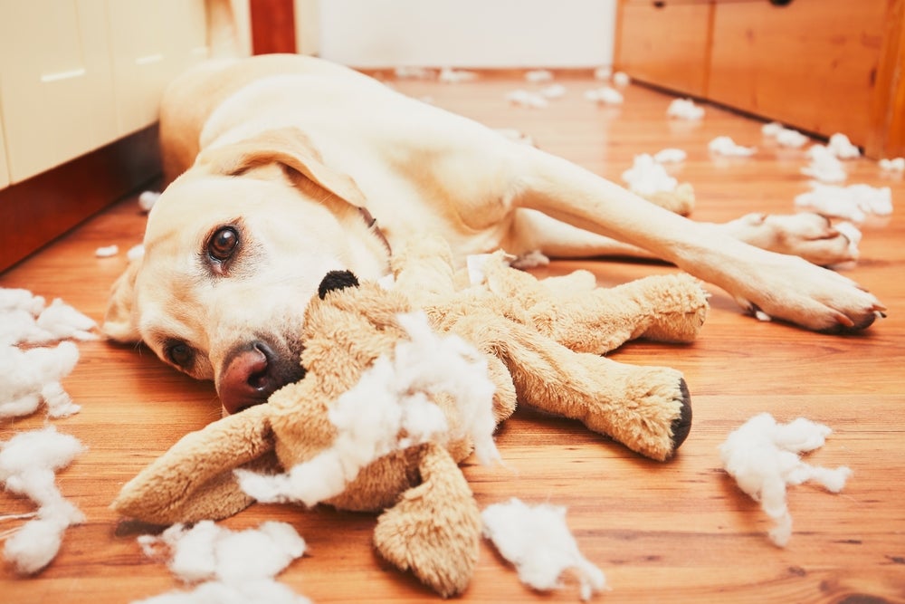 Cachorro Labrador deitado em chão de madeira com pelúcia destruída na boca