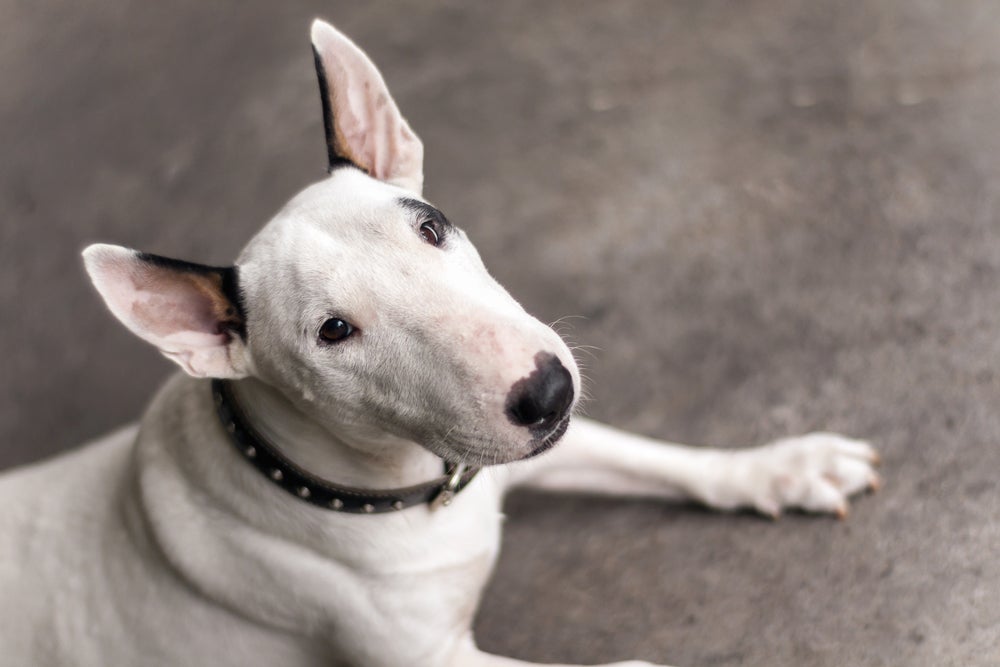 Propensão a cisto: cachorro Bull Terrier é uma raça que pode sofrer de doença renal policística