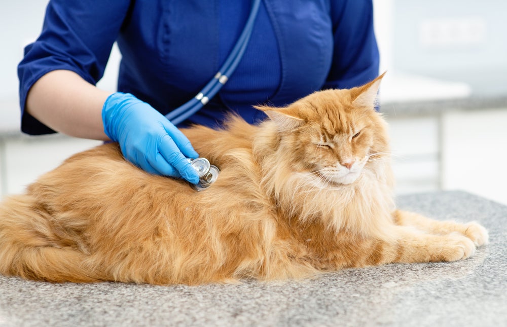 Gato amarelo sendo examinado por médico veterinário