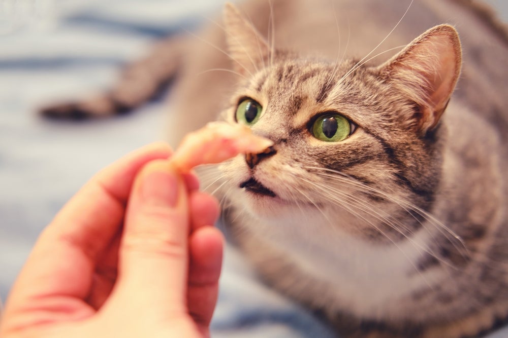 Gato agressivo recebendo petiscos