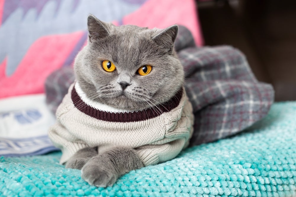 Gato cinza sentado com casaquinho