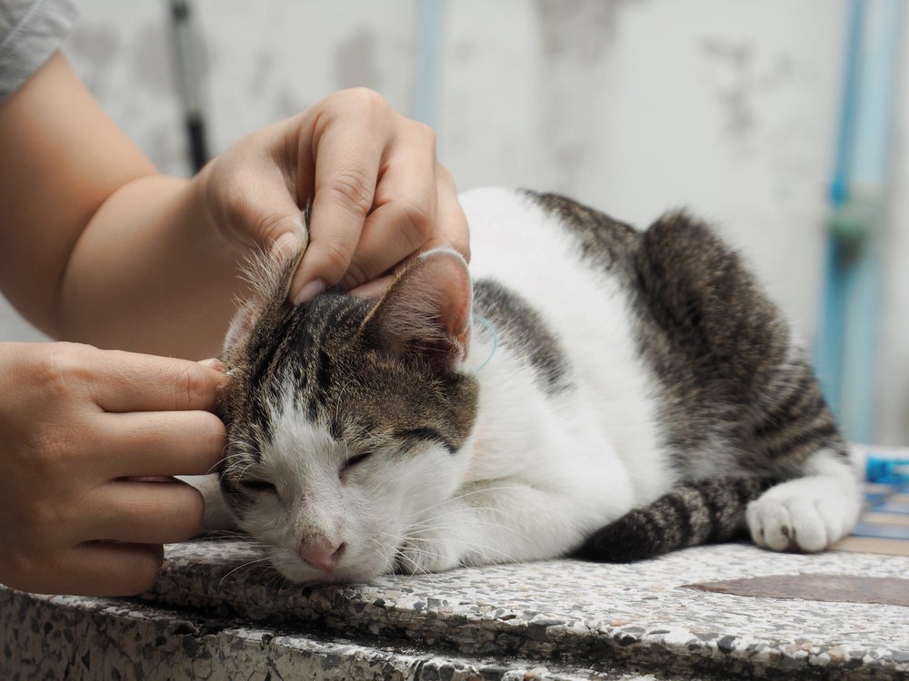 Mão feminina limpando a orelha de gato bicolor deitado