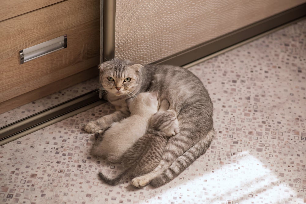 Gata amamentando filhotes na cozinha