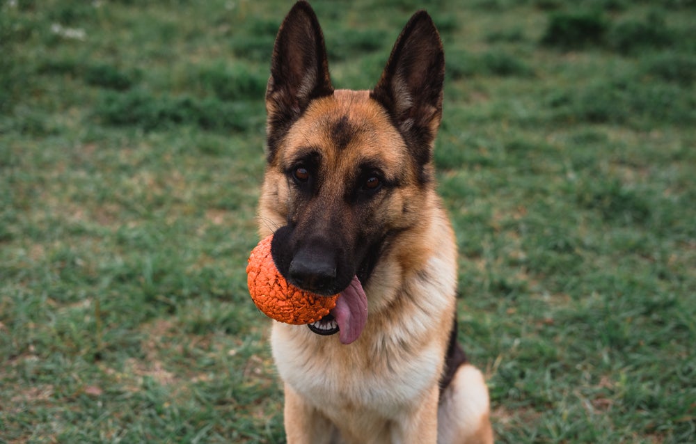 Cachorro da raça Pastor Alemão com uma bolinha laranja na boca