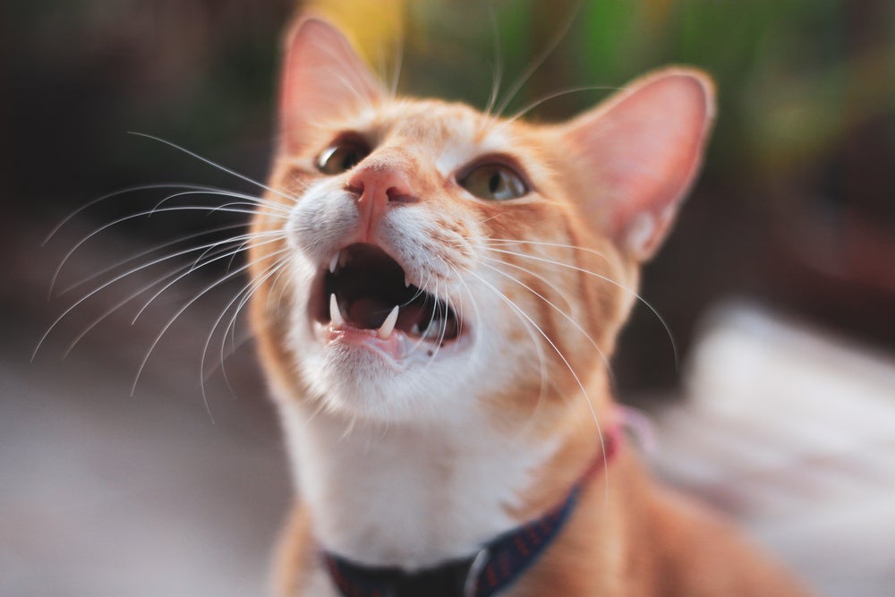 Gato laranja e branco miando com a boca aberta e dentes à mostra