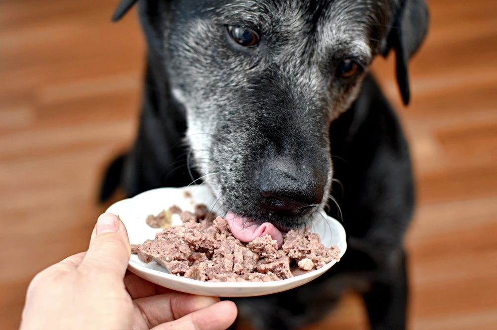 cachorro comendo fígado